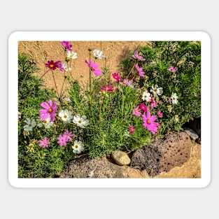 Pink and White Cosmos Garden Sticker